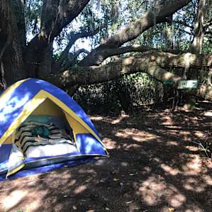 This is Amanda’s tree, but she was sweet enough to let me sleep under it.