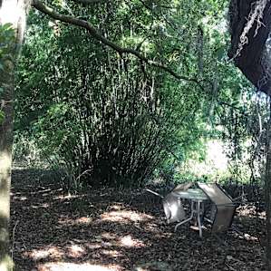 The bamboo garden