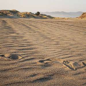 The dunes