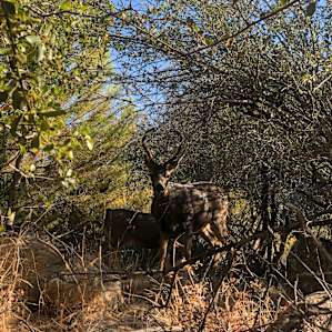 Local wildlife