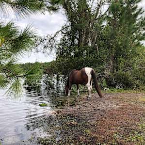Tent Camping on 200 Acre Horse Farm