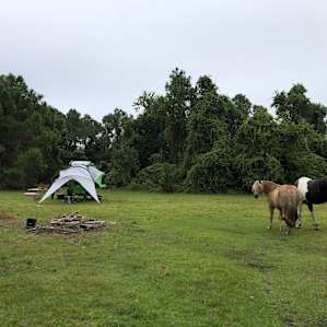 Tent Camping on 200 Acre Horse Farm