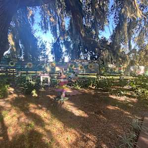 Glamping Under the Spanish Oaks