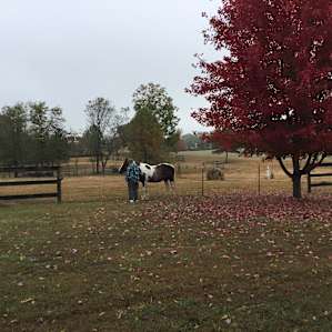 This sweet horse, Montana, can’t be ridden by strangers but loves to be pet!