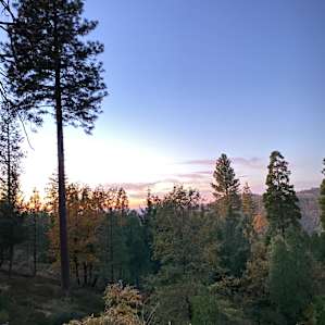 Artist Community in The Forest