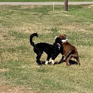 Play date with Jeff’s dog.