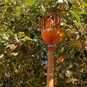 Picking apples -- They have 3 apple trees
