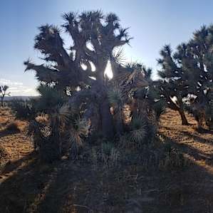 Joshua Tree Camp with Mountain View