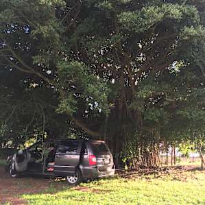 Getting shady under the banyan tree