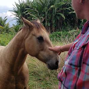 Friendly horses and cows in surrounding pastures