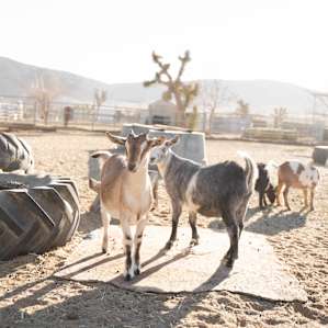 Watch the wacky goats amuse.