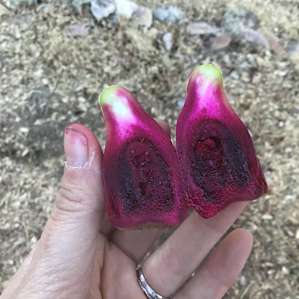 Prickly pear cactus fruit, delicious!