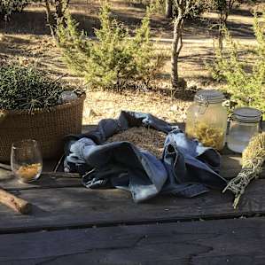 Harvested juniper, pine, flowers, and California sagebrush to distill in my new copper alembic distiller while at Wild Thingz