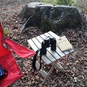 Bird watching at campsite