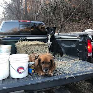 Ranger and fox on the job