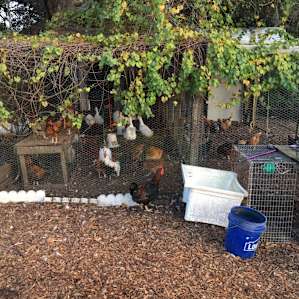 Chickens!