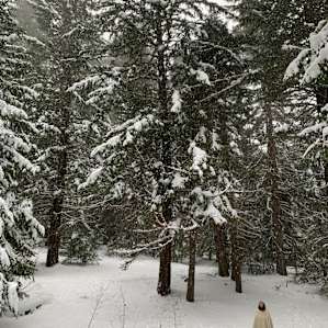 Charming, Secluded Forest Cabin