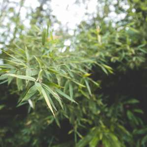 Bamboo!