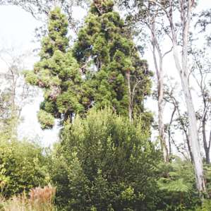 Volcano Forest Inn