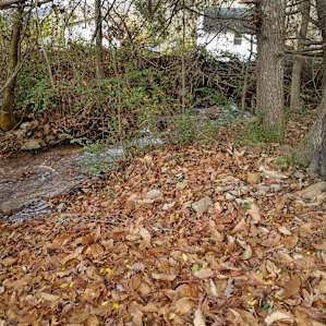Creek out back