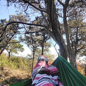 Great trees for the hammock