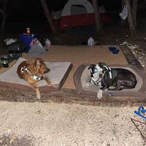 Dogs enjoying beds