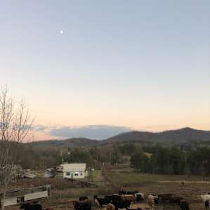 Lots of cows!