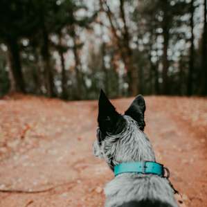The dogs had a fun time walking around the property.