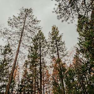Tiny House Getaway Experience