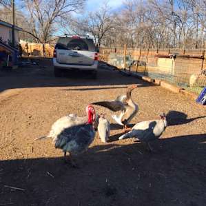 Turkey Tom and the goose acting tough