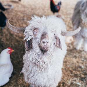 Wine Country Glamping; Farm Stay
