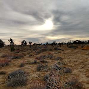 Joshua Tree Camp Los Angeles