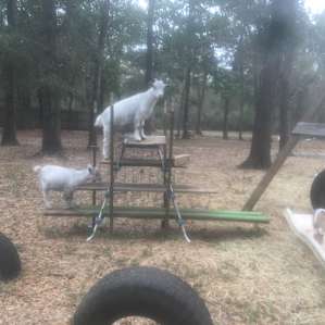 Goat House Farm Volunteers