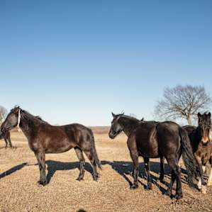 horse