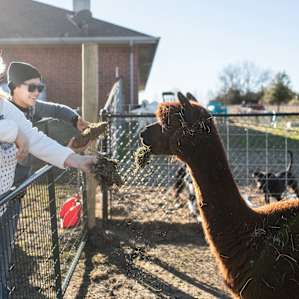 We loved getting to feed the alpacas