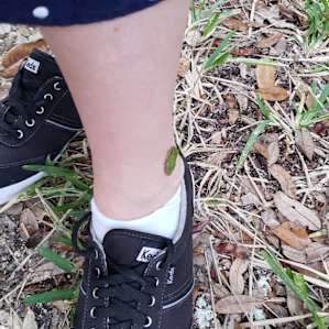 A little tree frog found a friend