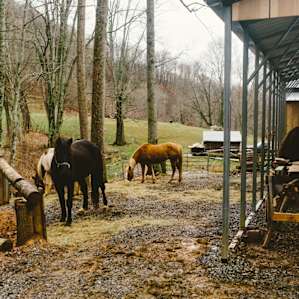 The horses can be seen down the hill from where you can pitch your tent.