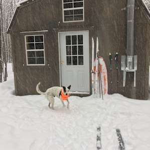 Pup at the cabin door
