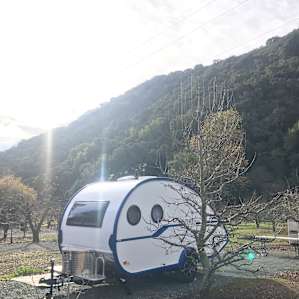 Site 2 in the apple grove