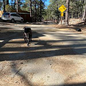 Friendly Pines Cabin