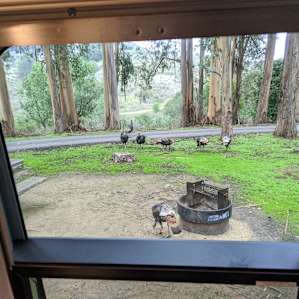 Wild turkeys roam the campground daily.