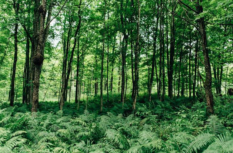 Hiawatha National Forest Dispersed Camping : Best Trails in Hiawatha National Forest - Michigan | AllTrails - Crater lake national park reopened their campgrounds.
