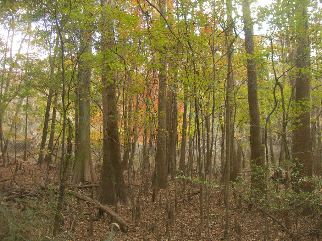 The 5 Best Forest to Visit on the East Coast