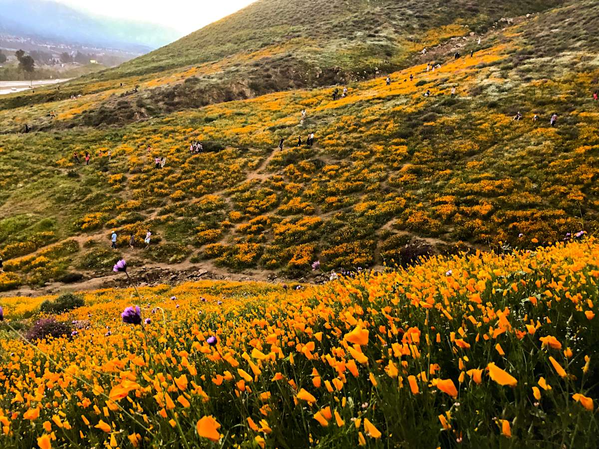 The Best Photos from the 2017 Superbloom 