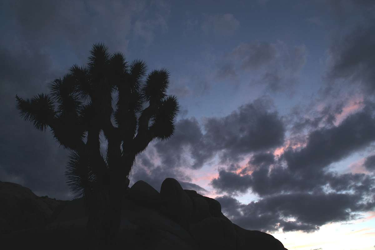 Finding Your Desert Zen at Joshua Tree