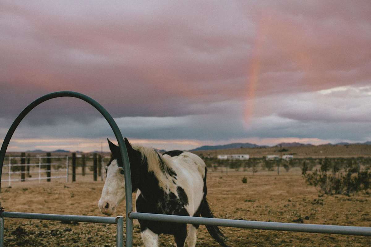 Photographer Spotlight: Vanessa Lamb