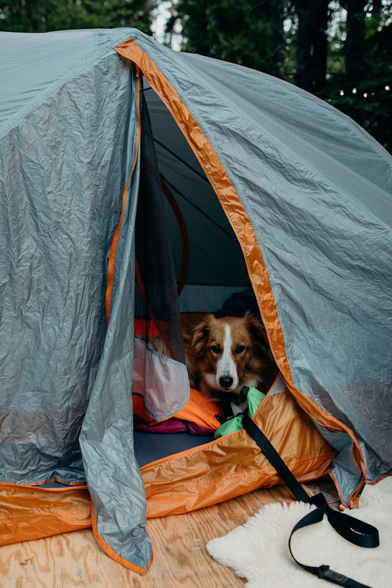 Dogs Of Hipcamp Hipcamp Journal Stories For Campers And Our Hosts