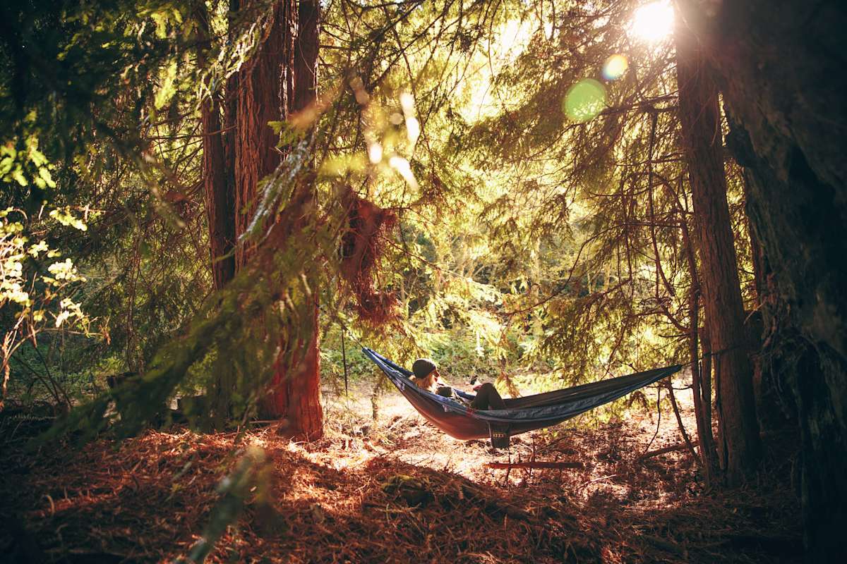 Help Plant 1 Million Redwoods 