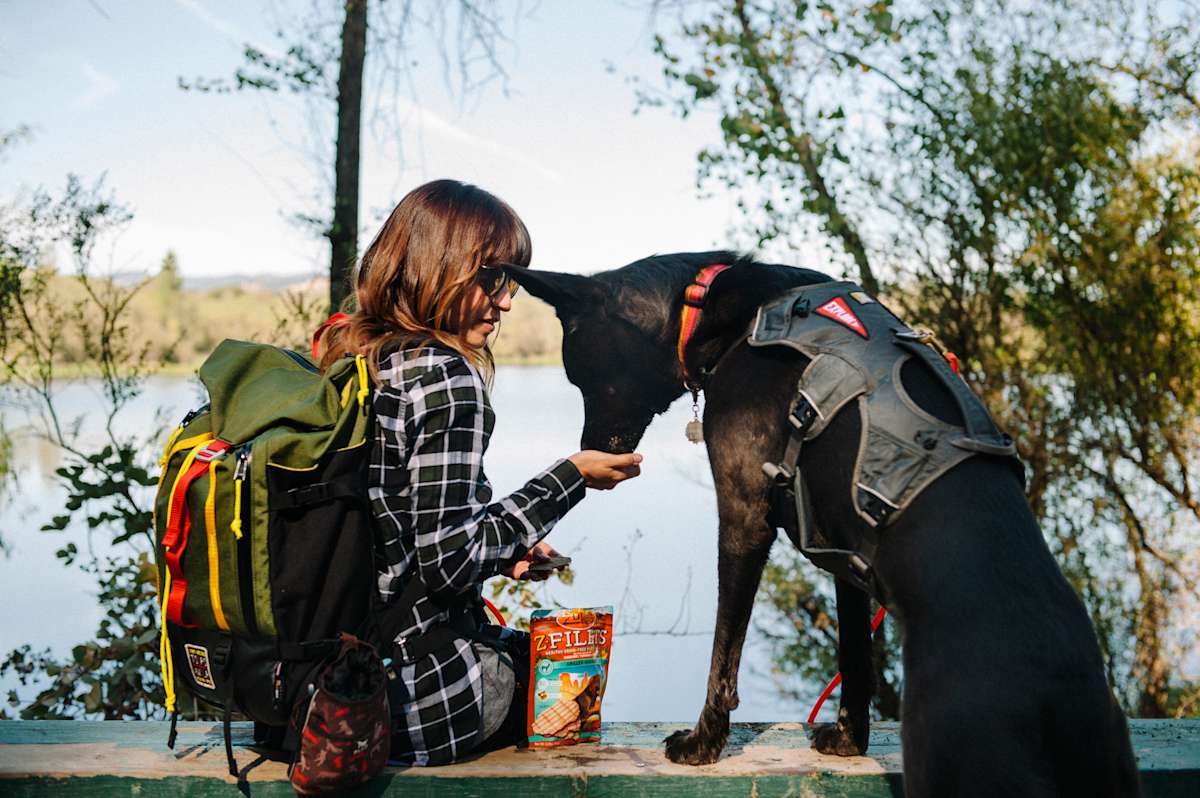 Camping With Your Dog A Checklist Hipcamp Journal Stories For