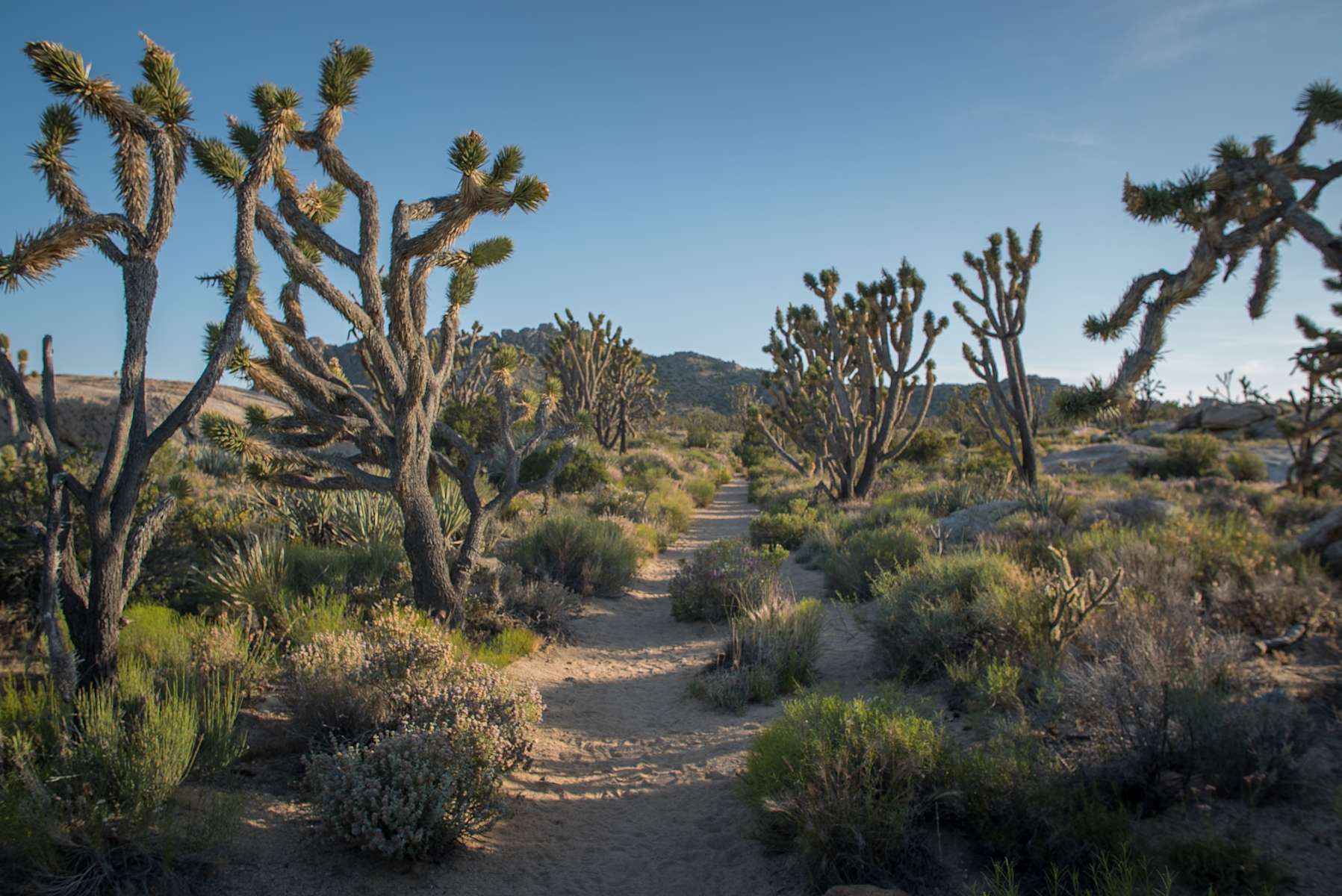 Hole-in-the-Wall Campground, Mojave, CA: 7 Hipcamper ...